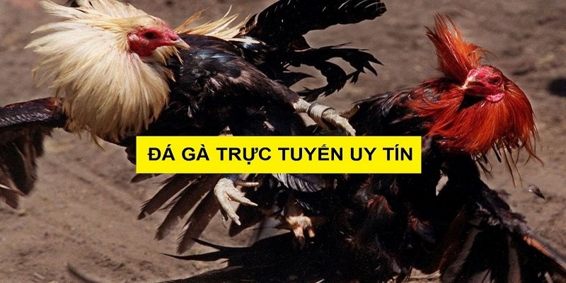 FAQs: Giải đáp thắc mắc về sân chơi chọi kê